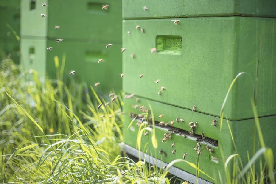 Bienen- & Hummelüberprüfung