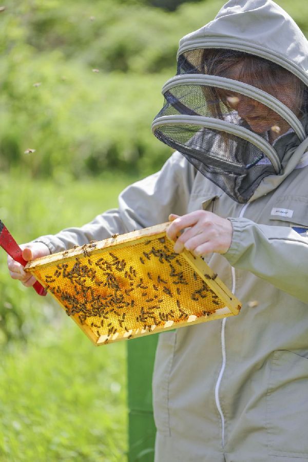 Bienen- & Hummelüberprüfung