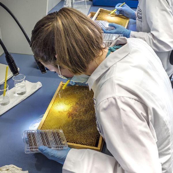 Bienen- & Hummelüberprüfungen