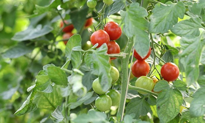 Tomaten
