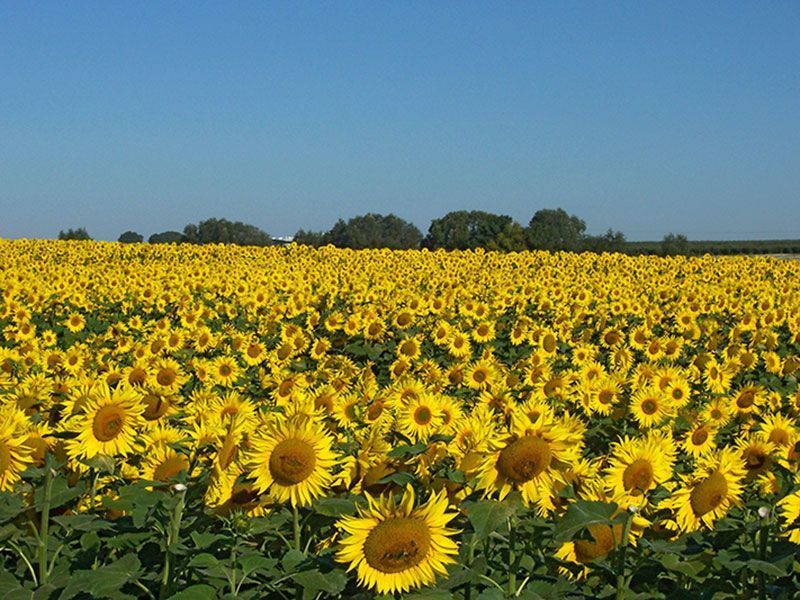 sunflower field