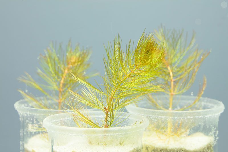 Aquatic tests