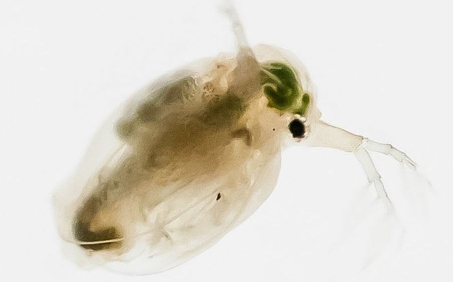 Aquatic tests
