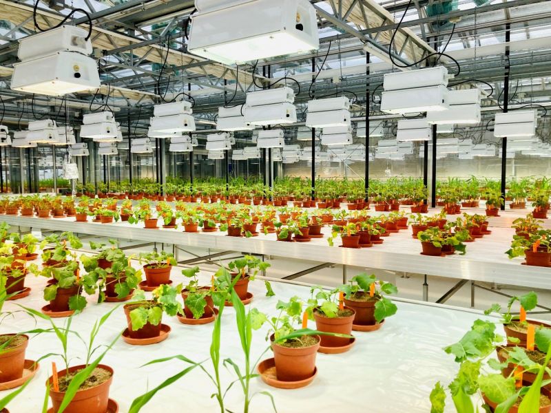 Impact of plant protection products on nontarget plants