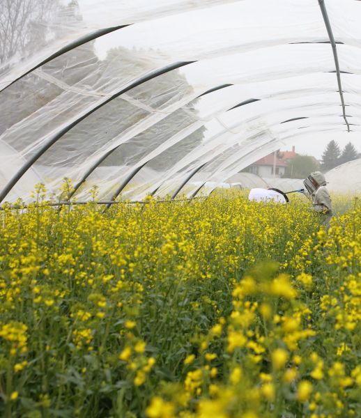 Bienen- & Hummelüberprüfung