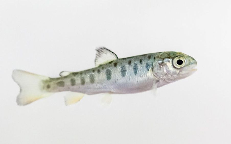 Aquatic tests